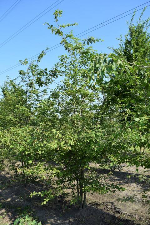 product afbeelding