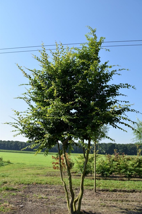 product afbeelding